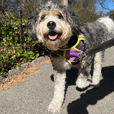 Dog Walking